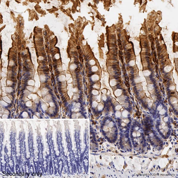 Immunohistochemistry (Formalin/PFA-fixed paraffin-embedded sections) - Anti-beta Actin antibody (ab8227), expandable thumbnail