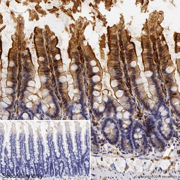 Immunohistochemistry (Formalin/PFA-fixed paraffin-embedded sections) - Anti-beta Actin antibody - Loading Control (AB8227)