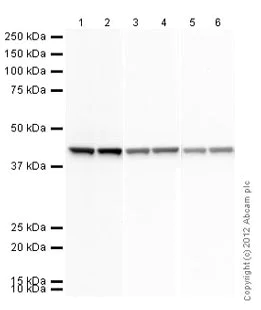Western blot - Anti-beta Actin antibody - Loading Control (AB8227)