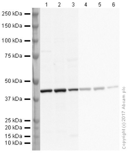Western blot - Anti-beta Actin antibody - Loading Control (AB8227), expandable thumbnail