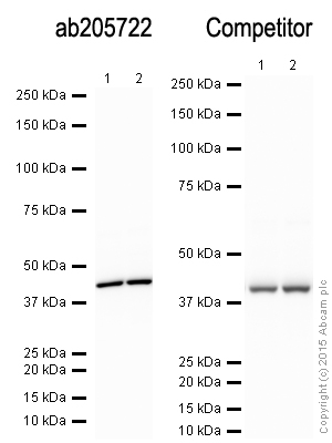 Western blot - Anti-beta Actin antibody - Loading Control (ab8227), expandable thumbnail