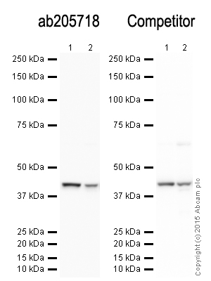 Western blot - Anti-beta Actin antibody - Loading Control (ab8227), expandable thumbnail