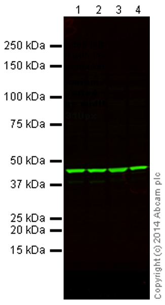 Western blot - Anti-beta Actin antibody - Loading Control (ab8227), expandable thumbnail