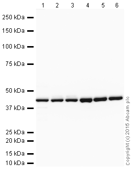 Western blot - Anti-beta Actin antibody - Loading Control (AB8227), expandable thumbnail