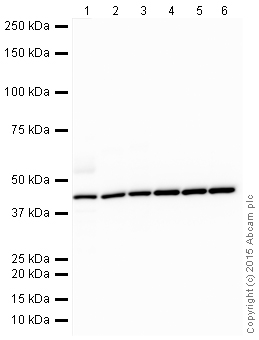 Western blot - Anti-beta Actin antibody - Loading Control (ab8227), expandable thumbnail