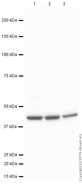Western blot - Anti-beta Actin antibody - Loading Control (ab8227), expandable thumbnail