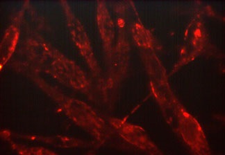 Immunocytochemistry/ Immunofluorescence - Anti-beta Actin antibody [M008] (AB253283), expandable thumbnail