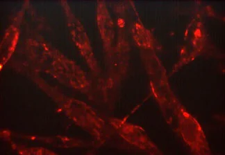 Immunocytochemistry/ Immunofluorescence - Anti-beta Actin antibody [M008] - Loading Control (AB253283)