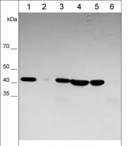 Western blot - Anti-beta Actin antibody [M008] - Loading Control (AB253283)