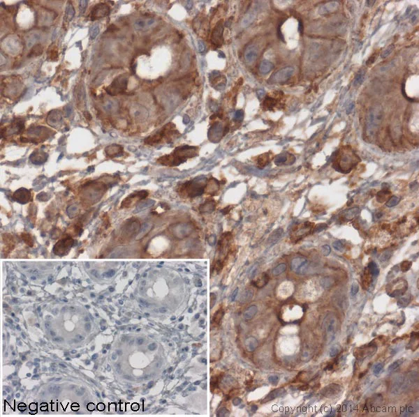 Immunohistochemistry (Formalin/PFA-fixed paraffin-embedded sections) - Anti-beta Actin antibody [mAbcam 8224] - BSA and Azide free (AB178787)