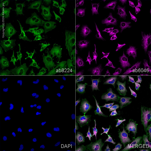 Immunocytochemistry/ Immunofluorescence - Anti-beta Actin antibody [mAbcam 8224] - Loading Control (ab8224), expandable thumbnail