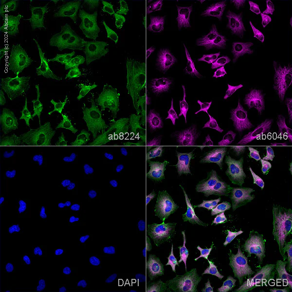 Immunocytochemistry/ Immunofluorescence - Anti-beta Actin antibody [mAbcam 8224] - Loading Control (AB8224)