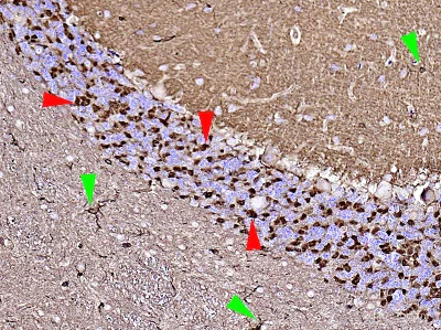 Immunohistochemistry (Formalin/PFA-fixed paraffin-embedded sections) - Anti-beta Actin antibody [mAbcam 8224] - Loading Control (AB8224)