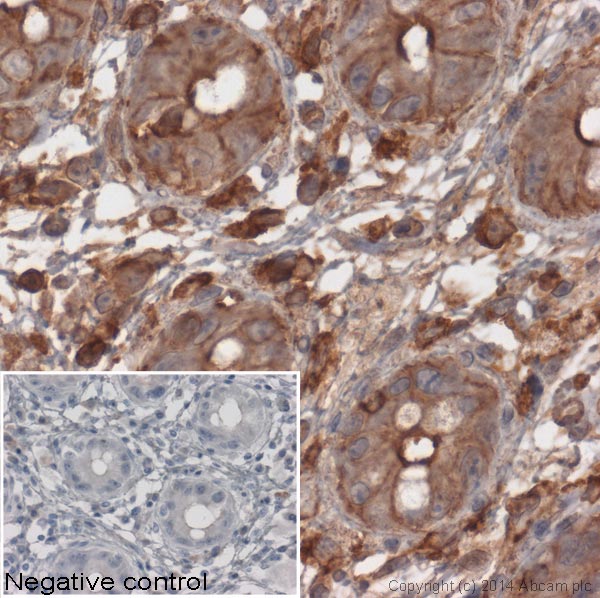 Immunohistochemistry (Formalin/PFA-fixed paraffin-embedded sections) - Anti-beta Actin antibody [mAbcam 8224] - Loading Control (ab8224), expandable thumbnail
