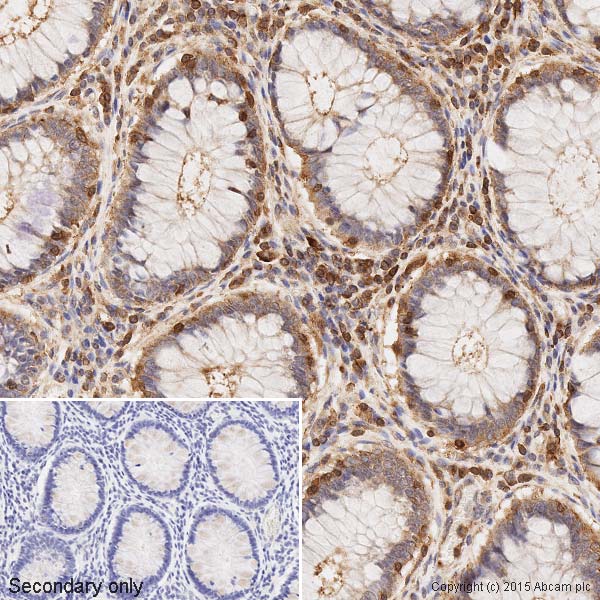 Immunohistochemistry (Formalin/PFA-fixed paraffin-embedded sections) - Anti-beta Actin antibody [mAbcam 8224] - Loading Control (AB8224), expandable thumbnail
