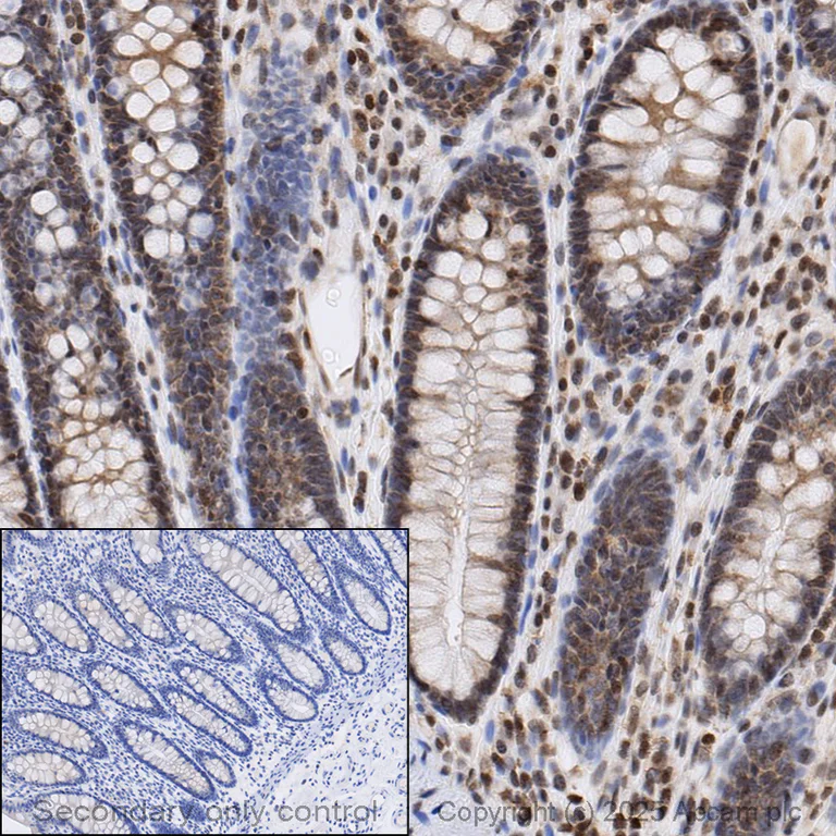 Immunohistochemistry (Formalin/PFA-fixed paraffin-embedded sections) - Anti-beta Actin antibody [mAbcam 8224] - Loading Control (AB8224)