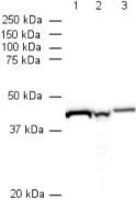 Western blot - Anti-beta Actin antibody [mAbcam 8224] - Loading Control (AB8224)
