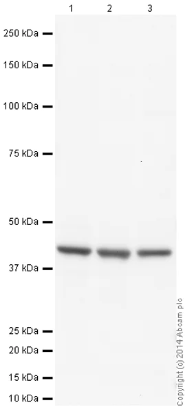 Western blot - Anti-beta Actin antibody [mAbcam 8224] - Loading Control (AB8224)