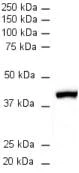 Western blot - Anti-beta Actin antibody [mAbcam 8224] - Loading Control (AB8224)