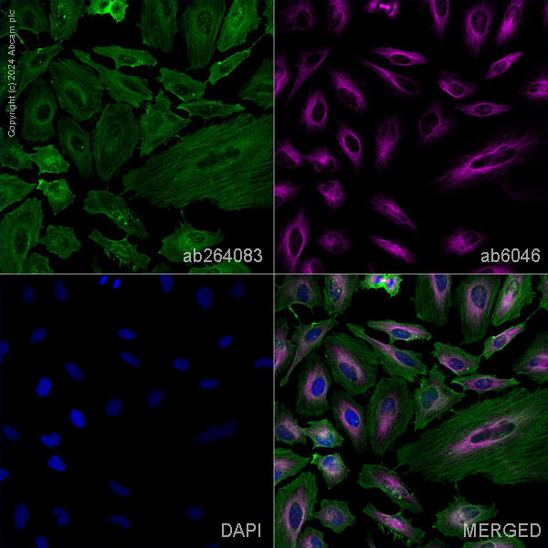 Immunocytochemistry/ Immunofluorescence - Anti-beta Actin antibody [mAbcam 8226] - BSA and Azide free (AB264083), expandable thumbnail