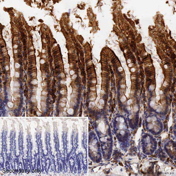 Immunohistochemistry (Formalin/PFA-fixed paraffin-embedded sections) - Anti-beta Actin antibody [mAbcam 8226] - BSA and Azide free (AB264083), expandable thumbnail