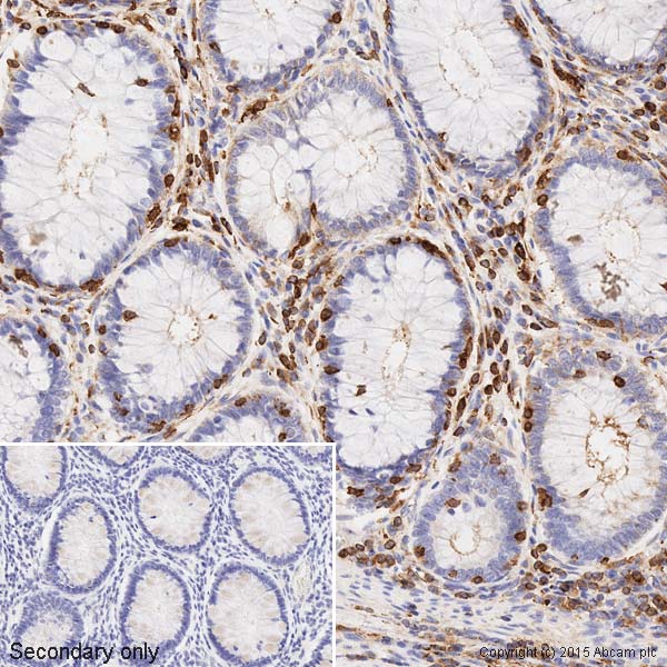 Immunohistochemistry (Formalin/PFA-fixed paraffin-embedded sections) - Anti-beta Actin antibody [mAbcam 8226] - BSA and Azide free (AB264083), expandable thumbnail