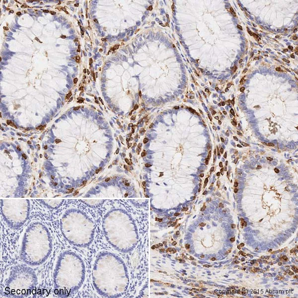 Immunohistochemistry (Formalin/PFA-fixed paraffin-embedded sections) - Anti-beta Actin antibody [mAbcam 8226] - BSA and Azide free (AB264083)