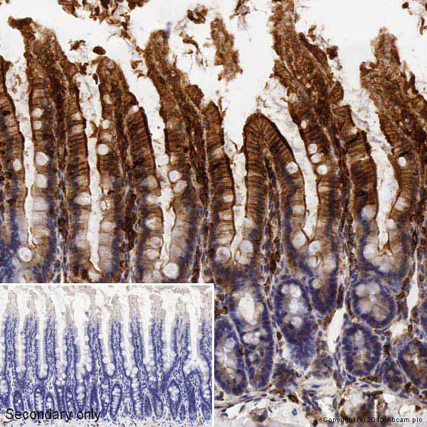 Immunohistochemistry (Formalin/PFA-fixed paraffin-embedded sections) - Anti-beta Actin antibody [mAbcam 8226] - Loading Control (AB8226)