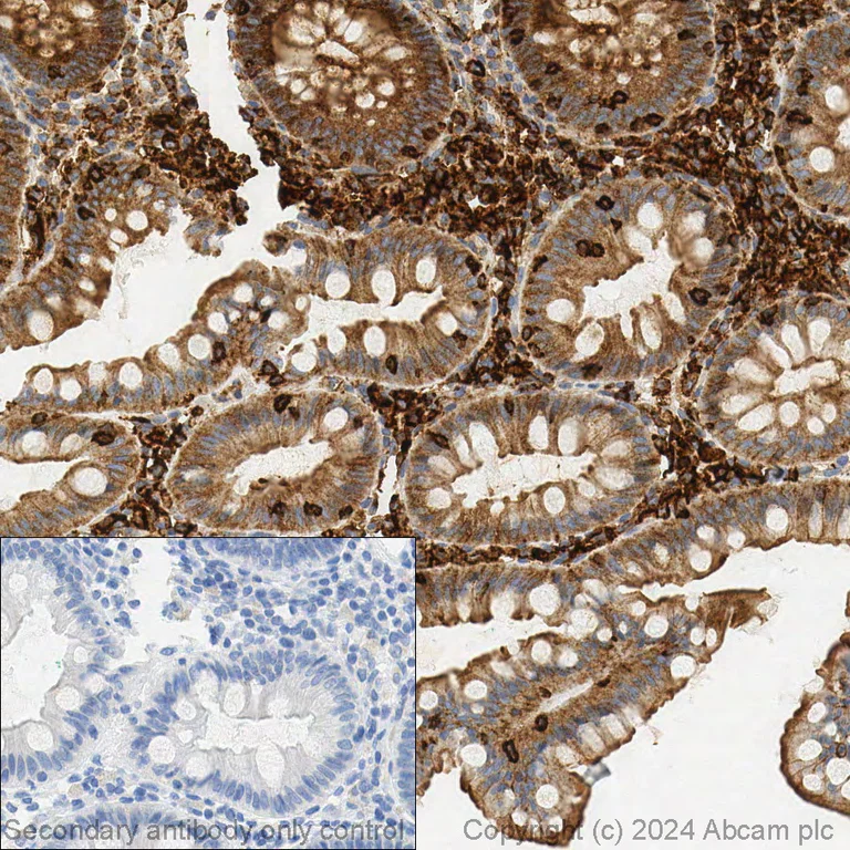 Immunohistochemistry (Formalin/PFA-fixed paraffin-embedded sections) - Anti-beta Actin antibody [mAbcam 8226] - Loading Control (AB8226)