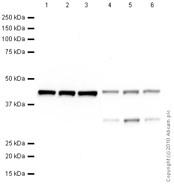 Western blot - Anti-beta Actin antibody [mAbcam 8226] - Loading Control (AB8226)
