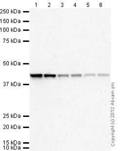 Western blot - Anti-beta Actin antibody [mAbcam 8226] - Loading Control (AB8226)