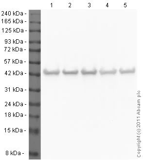Western blot - Anti-beta Actin antibody [mAbcam 8226] - Loading Control (AB8226)