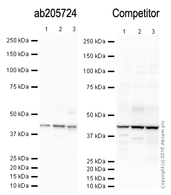 Western blot - Anti-beta Actin antibody [mAbcam 8226] - Loading Control (AB8226)