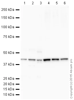 Western blot - Anti-beta Actin antibody [mAbcam 8226] - Loading Control (AB8226)