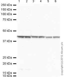 Western blot - Anti-beta Actin antibody [mAbcam 8226] - Loading Control (AB8226)