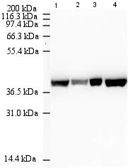 Western blot - Anti-beta Actin antibody [mAbcam 8226] - Loading Control (AB8226)