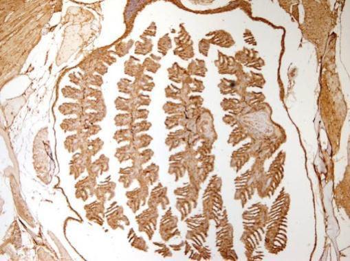 Immunohistochemistry (Formalin/PFA-fixed paraffin-embedded sections) - Anti-beta Actin antibody - N-terminal (AB209869), expandable thumbnail