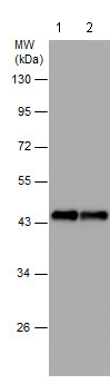 Western blot - Anti-beta Actin antibody - N-terminal - Loading Control (AB209869), expandable thumbnail