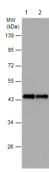 Western blot - Anti-beta Actin antibody - N-terminal - Loading Control (AB209869)