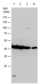 Western blot - Anti-beta Actin antibody - N-terminal - Loading Control (AB209869), expandable thumbnail