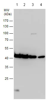 Western blot - Anti-beta Actin antibody - N-terminal - Loading Control (AB209869)