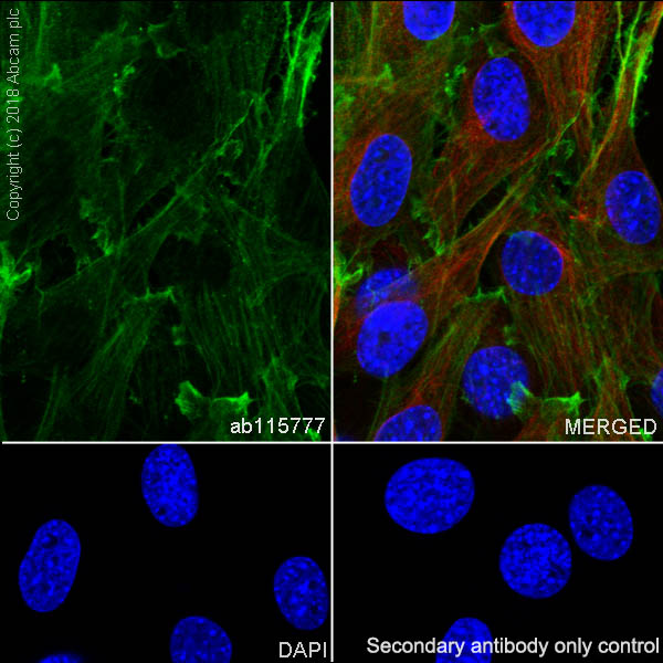 Immunocytochemistry/ Immunofluorescence - Anti-beta Actin antibody [SP124] - BSA and Azide free (ab242387), expandable thumbnail