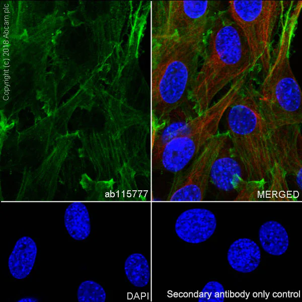 Immunocytochemistry/ Immunofluorescence - Anti-beta Actin antibody [SP124] - BSA and Azide free (AB242387)