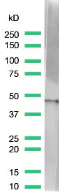 Western blot - Anti-beta Actin antibody [SP124] - Cytoskeleton Marker (AB115777)