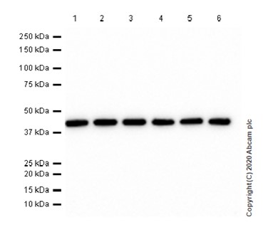 Western blot - Anti-beta Actin antibody [SP124] - Cytoskeleton Marker (AB115777), expandable thumbnail