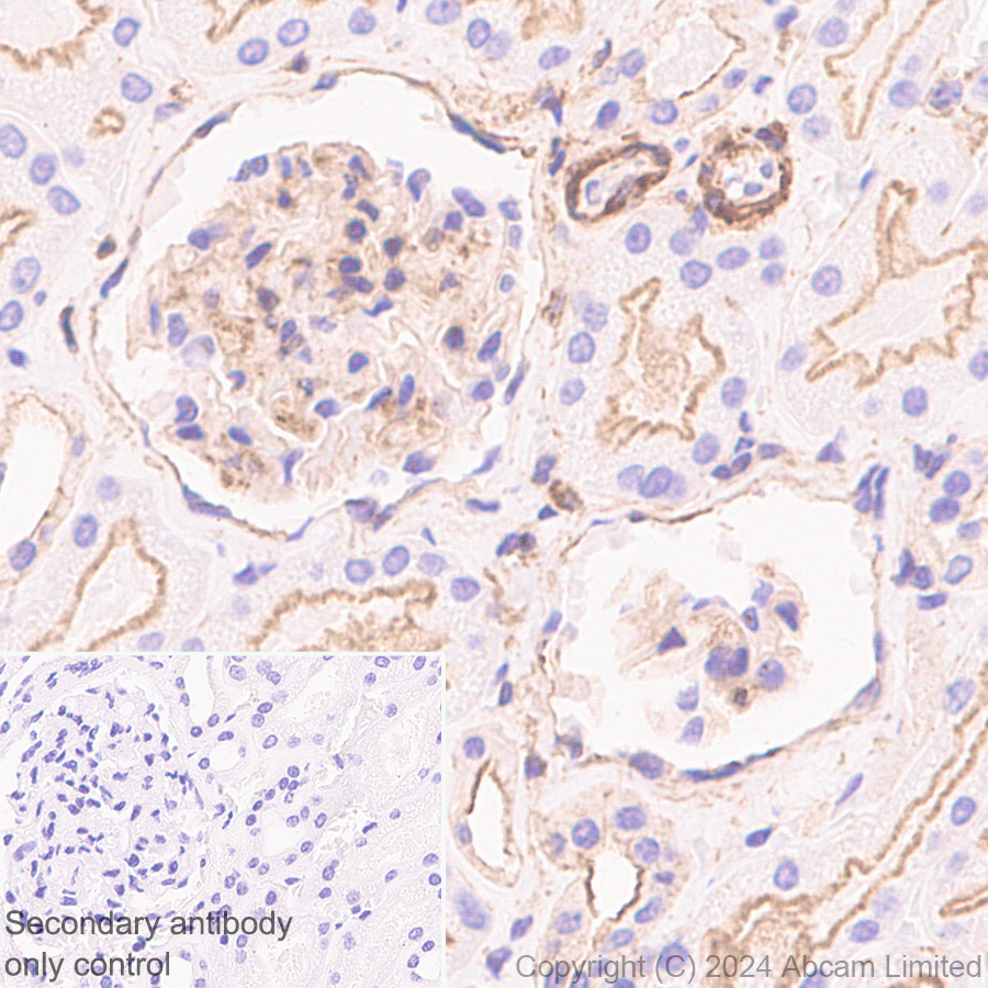 Immunohistochemistry (Formalin/PFA-fixed paraffin-embedded sections) - Anti-beta Actin (mono methyl H73) antibody [EPR29292-70] (ab322203), expandable thumbnail