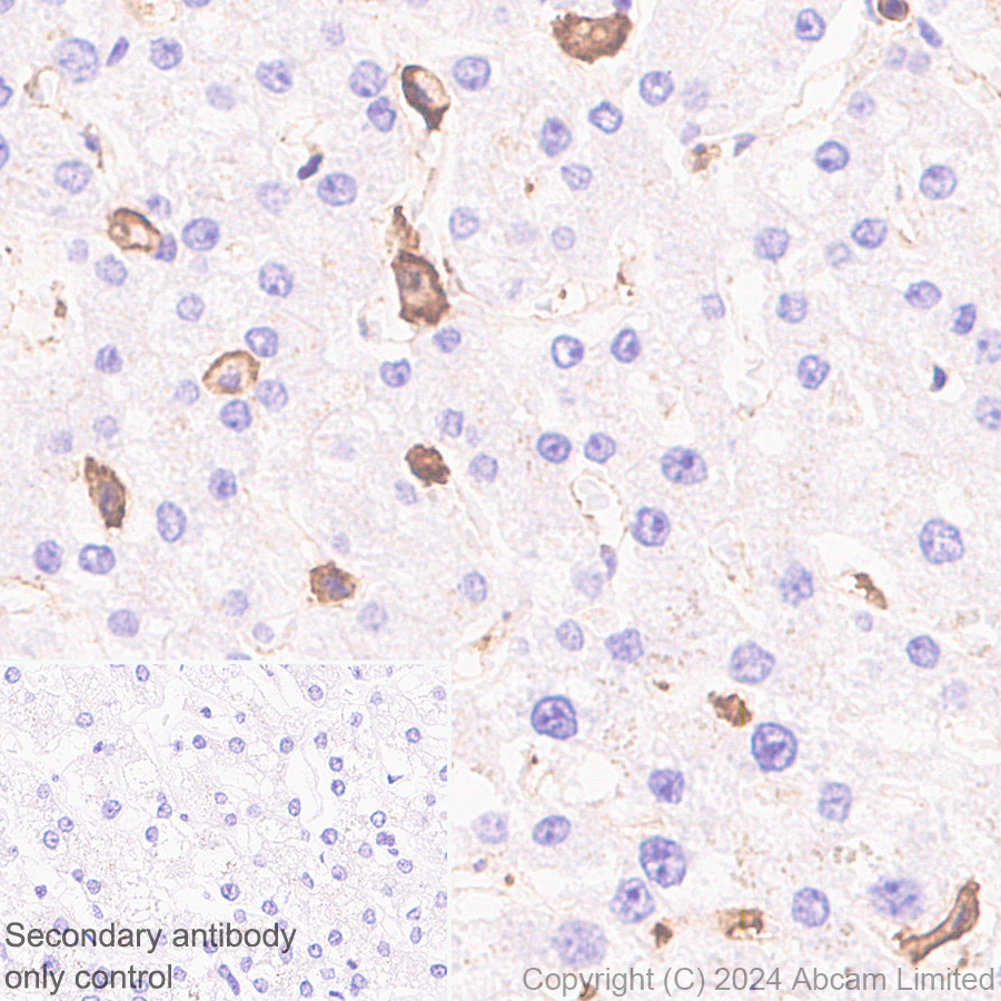 Immunohistochemistry (Formalin/PFA-fixed paraffin-embedded sections) - Anti-beta Actin (mono methyl H73) antibody [EPR29292-70] (ab322203), expandable thumbnail