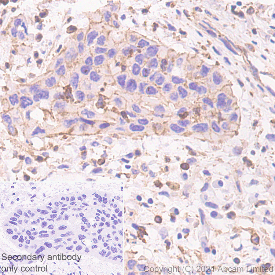 Immunohistochemistry (Formalin/PFA-fixed paraffin-embedded sections) - Anti-beta Actin (mono methyl H73) antibody [EPR29292-70] (ab322203), expandable thumbnail
