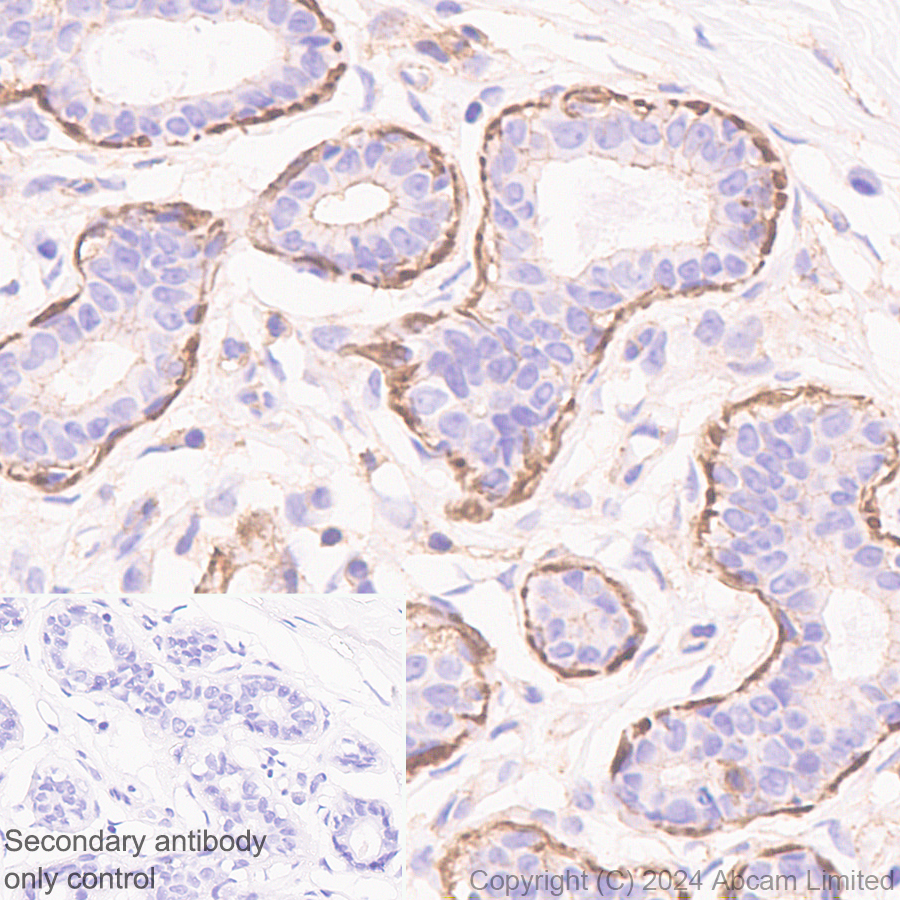 Immunohistochemistry (Formalin/PFA-fixed paraffin-embedded sections) - Anti-beta Actin (mono methyl H73) antibody [EPR29292-70] (ab322203), expandable thumbnail