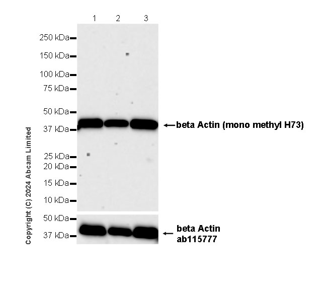 Western blot - Anti-beta Actin (mono methyl H73) antibody [EPR29292-70] (AB322203), expandable thumbnail